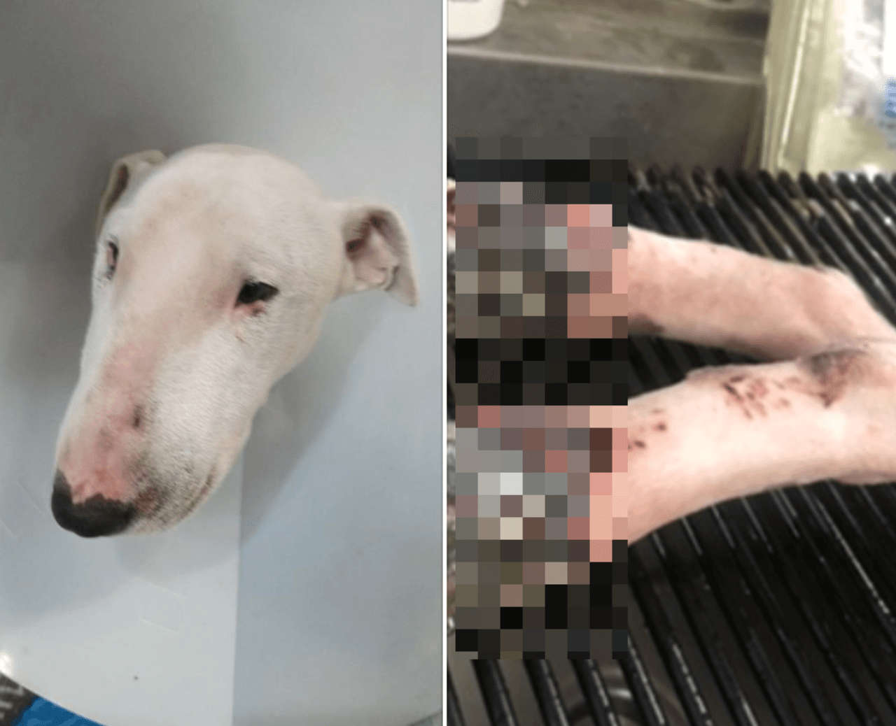 La policía dice que Champ fue severamente abusado y torturado por su dueño.