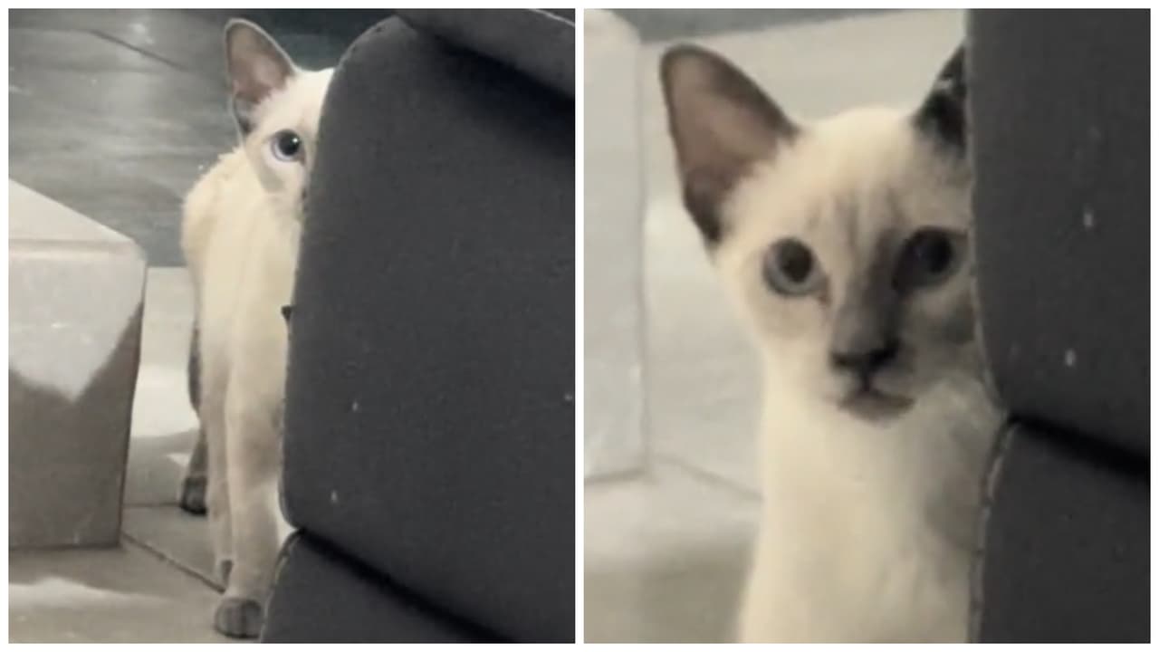 Gatita causa terror en TikTok cuando le preguntan si sabe hablar: "Ya la descubrieron"