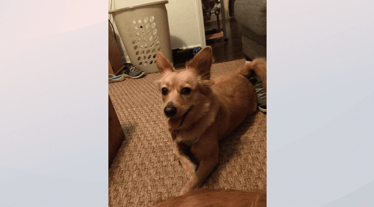 Ella es MÍA una perrita inteligente a pesar de ser SORDA de nacimiento 😘 . Ella llegó a mi casa 🏠 ase más de tres años casi cuatro , mi hija de 5 años me decía a mi y a papá que ella deseaba un perro 🐶 estábamos recién mudados de un estado a otro y teníamos planeado movernos de nuevo entonces no podíamos tener un perro 🐶 un día un amigo me comentó que unos amigos de él tenían 2 perritos en venta por si mi familia quería comprar uno 😔 me ise oídos 👂 sordos pues no podíamos tener un perro 🐶 como a los 2 días una amiga me comenta que una amiga tiene dos perritos que ella no podía cuidar pues ella ya tenía una , no puede con 3 entonces mi amiga dice vamos a mirarlos nomas dicen son dos niñas 🐶🐶 una blanca y una café y dice usted agarra la café y yo la blanca 😊por la tarde fuimos a mirar a las perritas con nuestras hijas y llegamos y fue AMOR A PRIMERA VISTA 😍 , las perritas avían tenido dueña antes solo que no tenían tiempo para cuidarlas y las regalaron y la otra persona no tenía ni tiempo ni espacio para cuidarlas , gracias 🙏 a Dios y llegaron a nuestras vidas pues tanto la mía y la hermana 🐶🐶 tienen un hogar y unas mamás humanas que las amamos y con ellas asta el final 😘😍😍😍