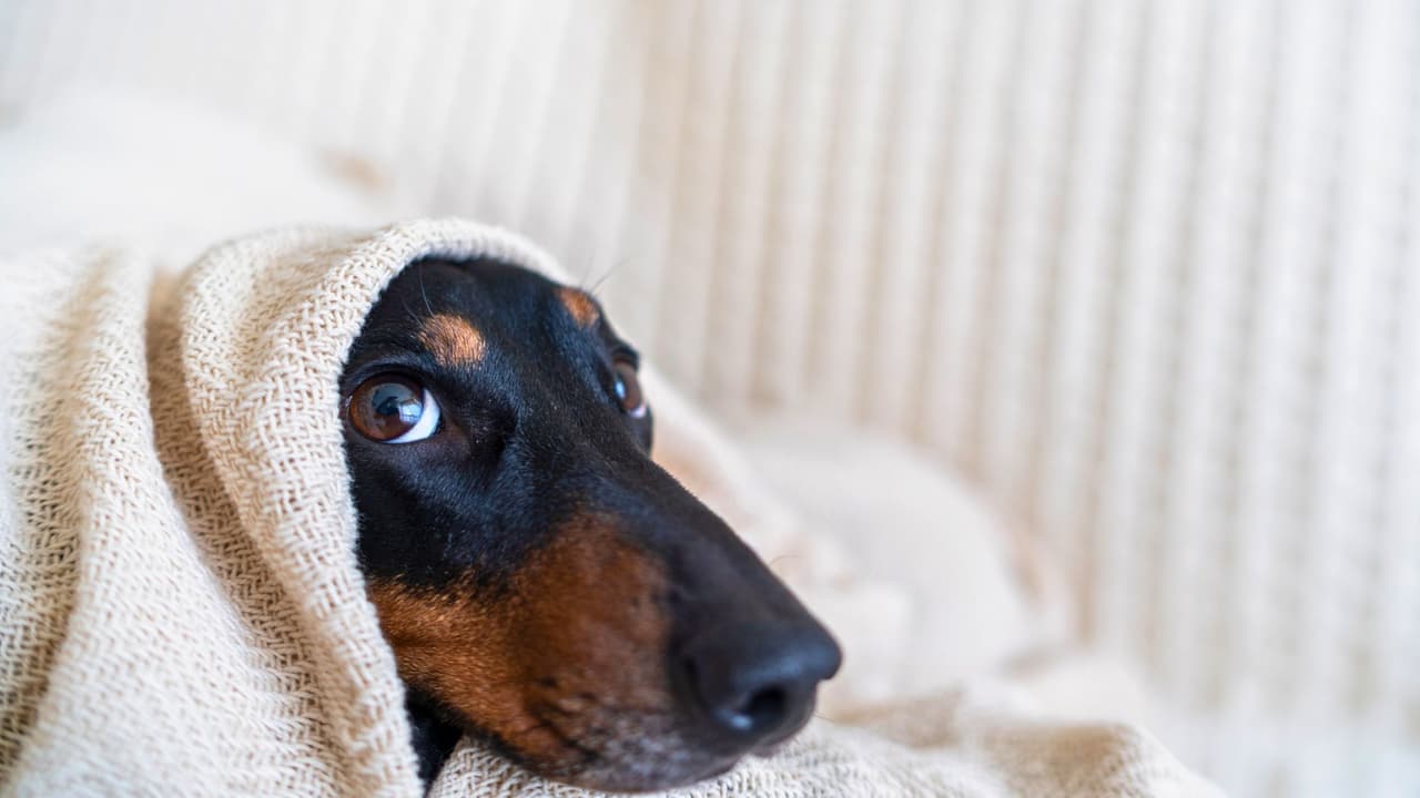 <b>Orejas y patas frías 🐾</b>
<br>Las extremidades son las más vulnerables al frío. Si sientes que las orejas o patas de tu mascota están frías al tocarlas, es una señal de que su cuerpo está teniendo dificultades para mantener el calor.
<br>
<b>Cansancio excesivo 😴</b>
<br>El frío también puede hacer que tu mascota se canse más rápido. Si después de una caminata corta parece agotada o busca un lugar cálido para descansar, es probable que el frío esté afectando su energía 🛏️