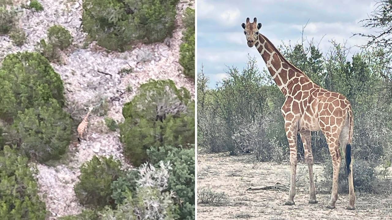 Encuentran a 'Gracie', la jirafa que estaba perdida en el oeste de San Antonio