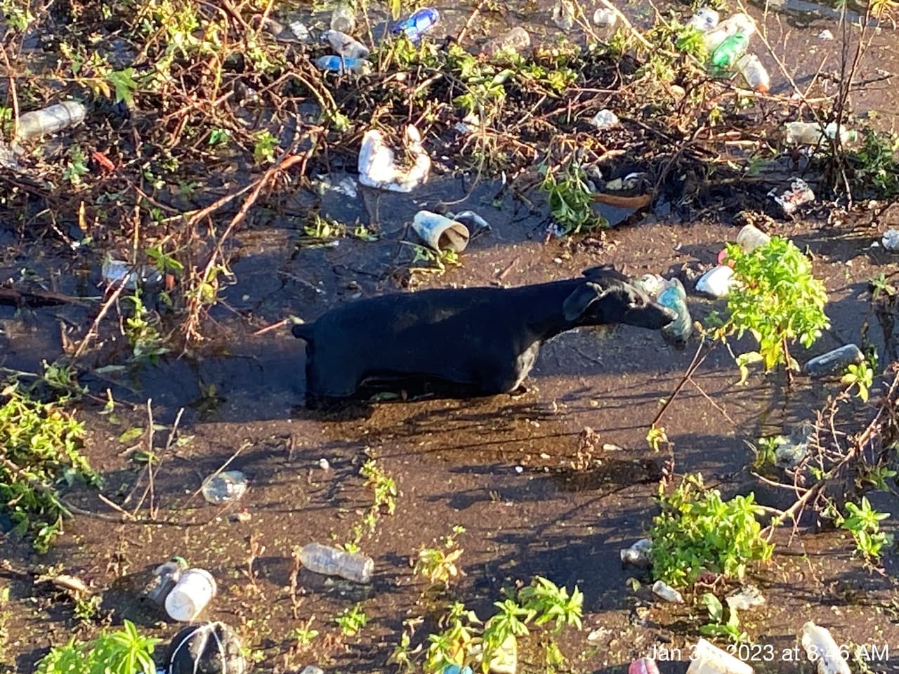 Un estudiante que caminaba hacia su escuela la mañana del lunes vio a un perro atrapado en un estanque en Tampa y alertó a las autoridades.