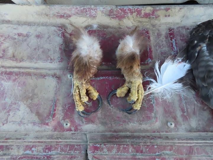 Condenan a hombre ligado a red ilegal que mató miles de aves protegidas