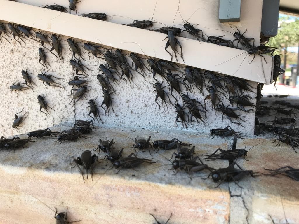 Grillos se apoderan de las calles de Austin y zonas cercanas