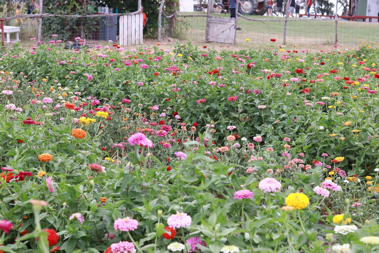Las flores de zinnia traen una explosión de color. Las mariposas y los colibríes se sienten atraídos por este tipo de flor.
