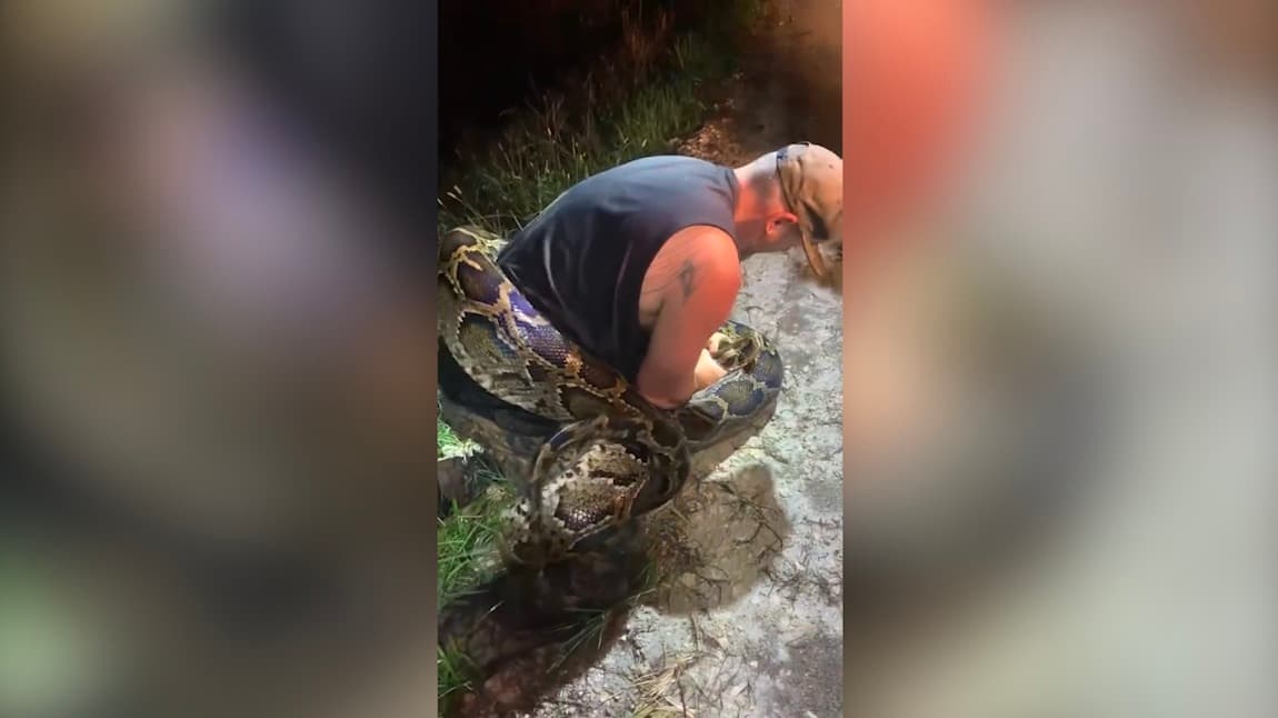 El momento en que capturan una gigantesca pitón en los Everglades que rompe el récord de Florida