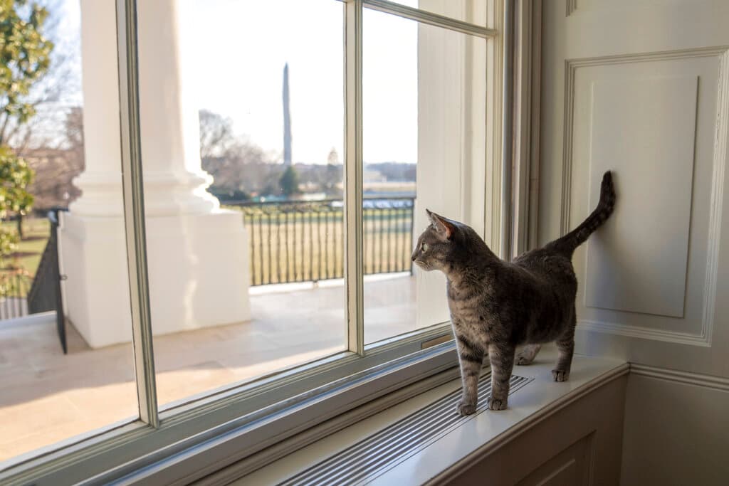 El nuevo miembro de la familia Biden en la Casa Blanca es
<b> Willow, un gato de dos años. </b>