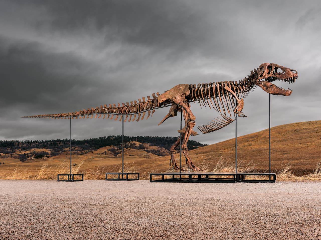 Un esqueleto de T. Rex se vende por un récord de 50,1 millones de dólares en subasta en Nueva York