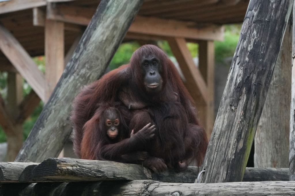 Esta no es la primera vez que los animales son evacuados de sus jaulas, estanques y otras áreas de las instalaciones del Zoo de Tampa. Sin embargo, en esta ocasión, la amenaza del huracán Milton es tan potente que se tomaron todas las medidas posibles para garantizar la seguridad de trabajadores y animales. Esta orangutana y su hija esperaban el lunes su turno para salir al refugio.