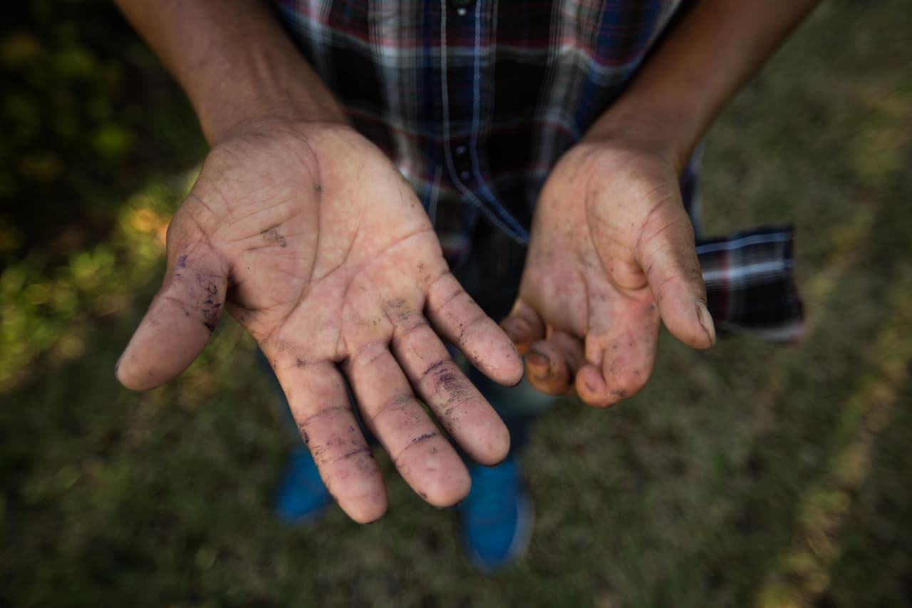 Victoriano, 46, de El Salvador, lleva 17 años en Estados Unidos recogiendo aguacates, mameys y frutas grandes. “Cuando nadie está trabajando nosotros estamos trabajando”, dice de la labor de los campesinos. "Nosotros no hemos hecho nada mal”. Desde noviembre, cuando Donald Trump fue elegido presidente, “ni tengo ganas de ir a trabajar, tengo miedo”. “Mis hijos van a la escuela en el bus. Si me pasa algo, ¿quién les va a recoger?”, se pregunta.