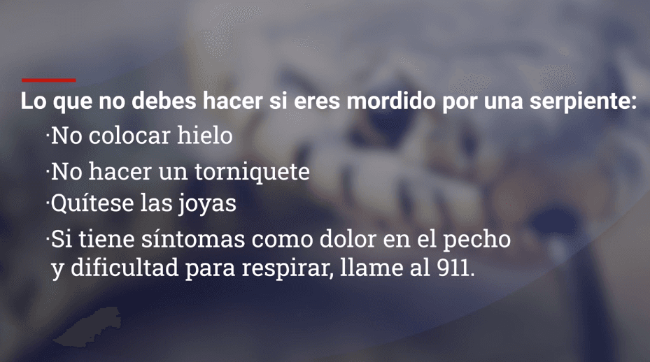 Pero si la persona es mordida por una serpiente, el doctor enfatiza en lo que no se debe hacer. "No colocar hielo y no hacer un torniquete. Quítese las joyas y si tiene síntomas como dolor en el pecho y dificultad para respitar, llame al 911", enfatizó.