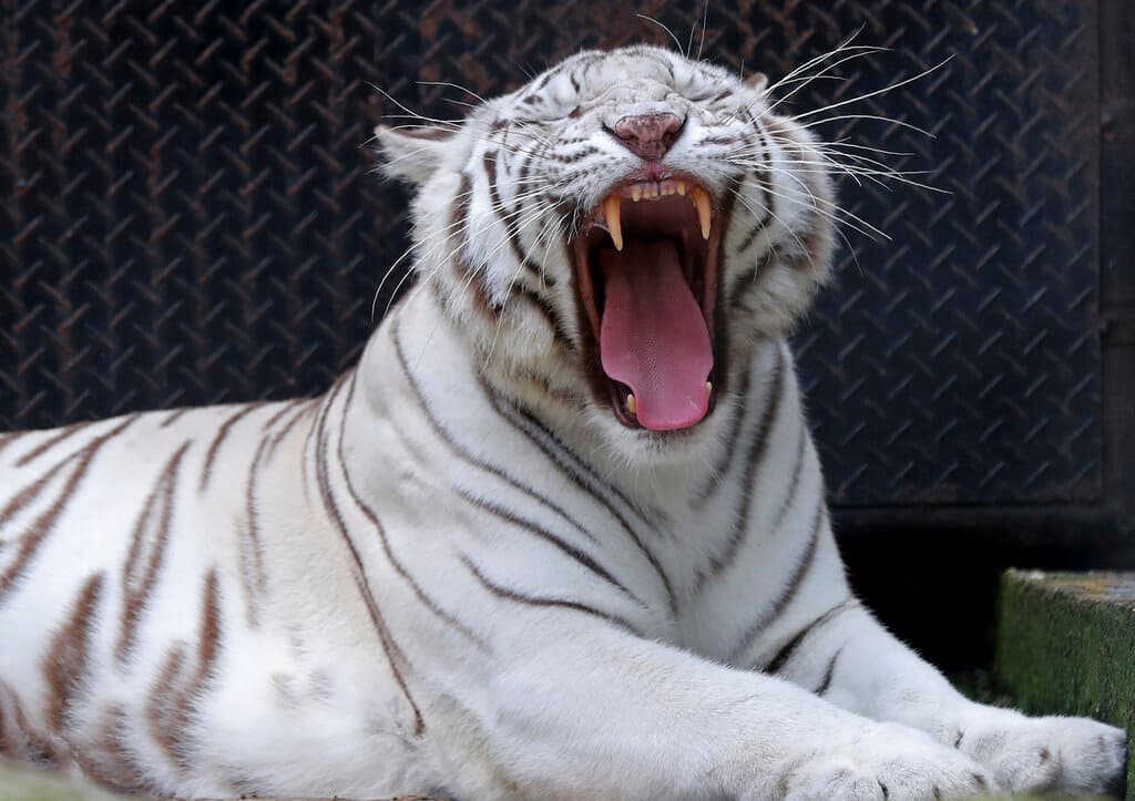 Un tigre de bengala bosteza en el zoológico Santacruz durante una cuarentena para frenar el nuevo coronavirus en San Antonio, cerca de Bogotá, Colombia.