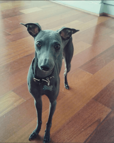 Su gran amor es también su perro Bowie, a quien bautizó así en honor del cantante fallecido en 2016.