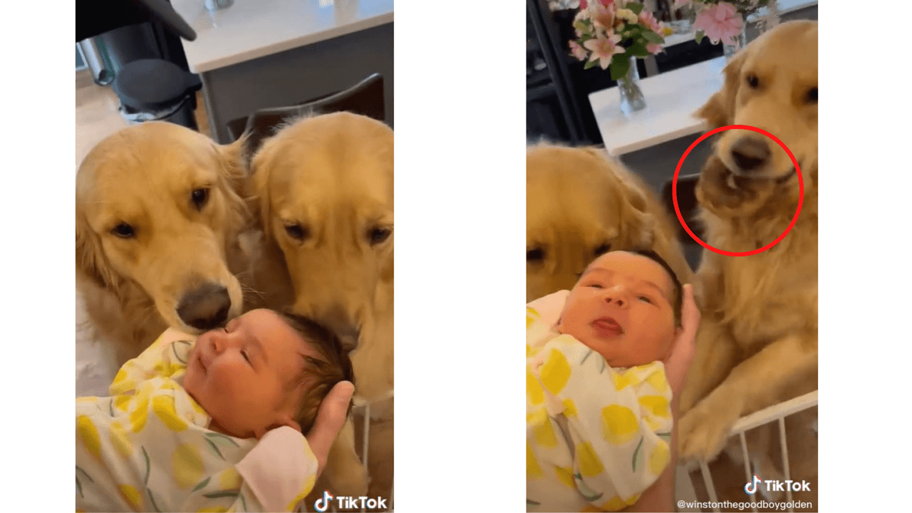 Winston & Doug conociendo a su hermanita