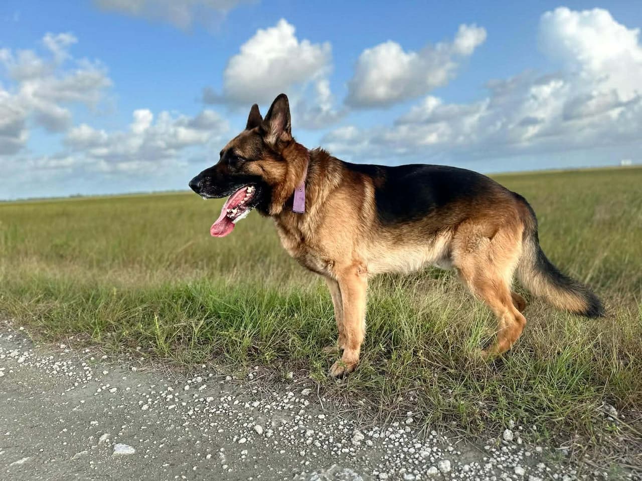 Draco tiene cinco años y es de Anderson.