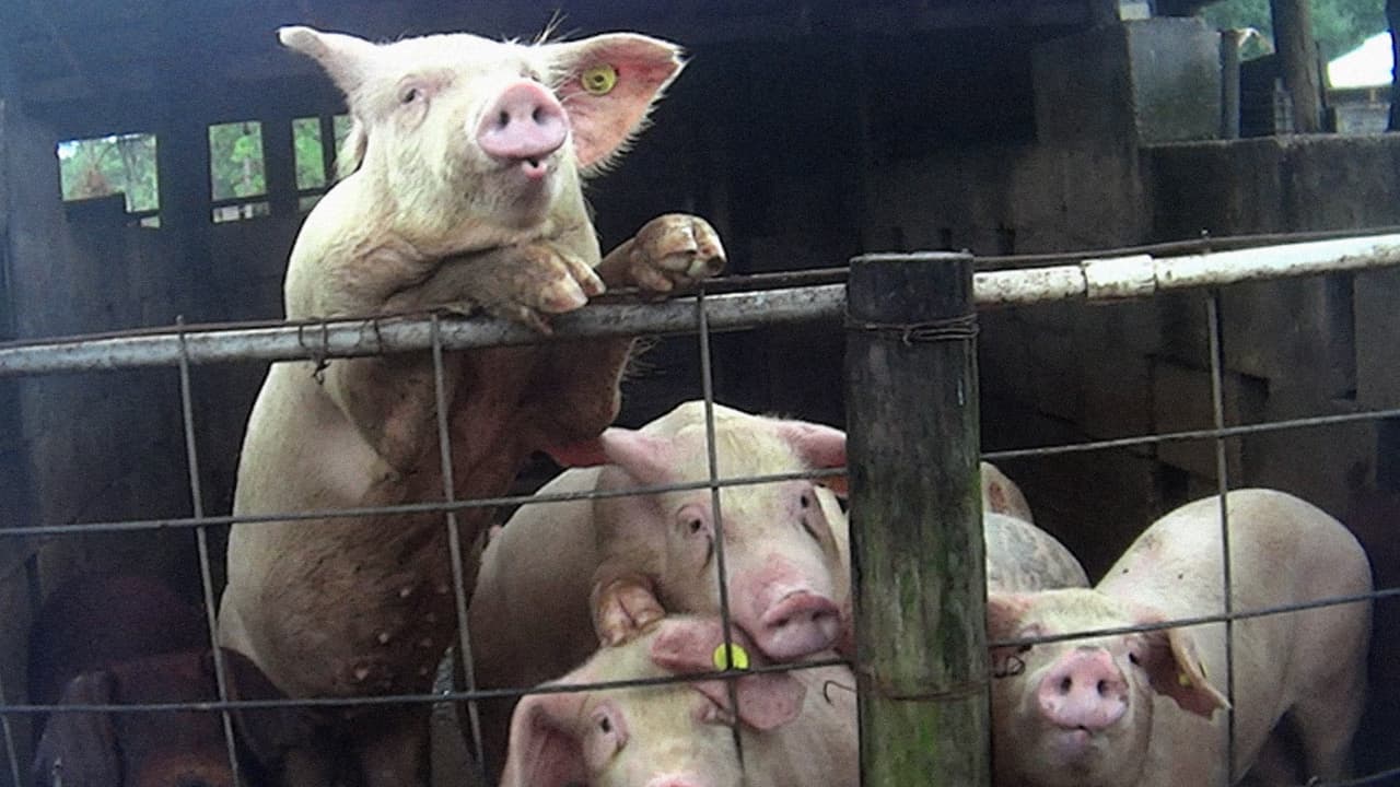 Investigación revela cómo pisotean, apuñalan y arrastran a animales moribundos en cuatro granjas de Florida