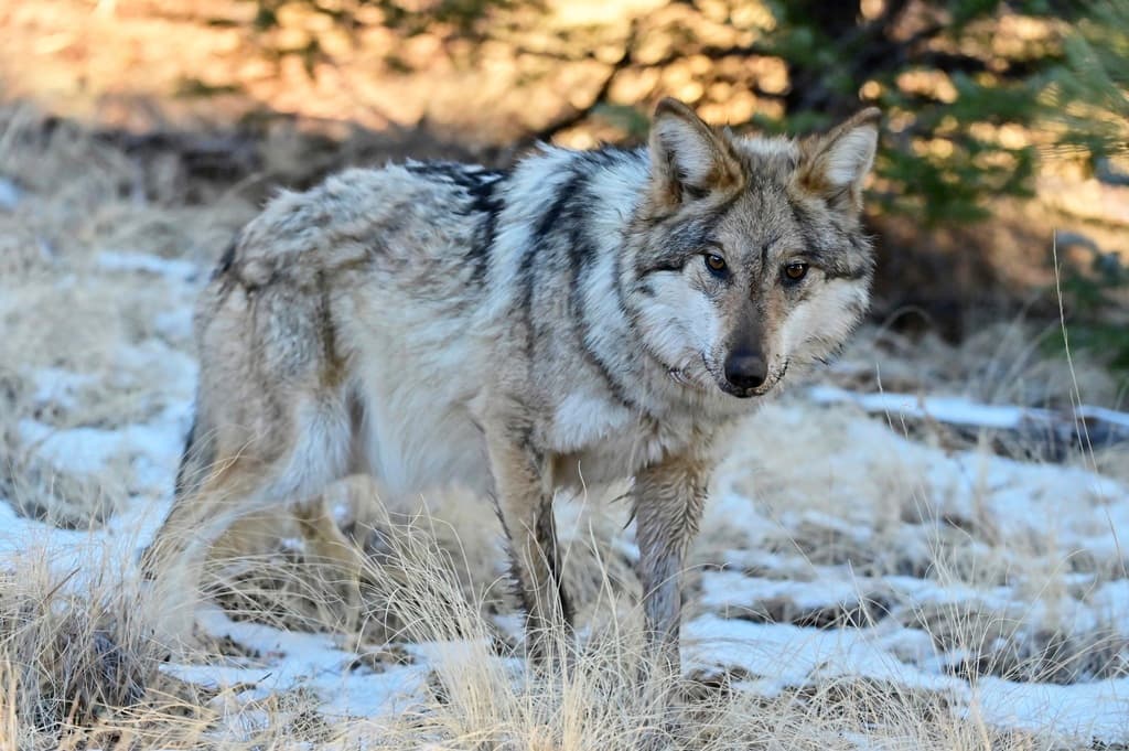 El lobo mexicano no reconoce fronteras y ahora Donald Trump amenaza décadas de recuperación y abre la puerta para dispararles