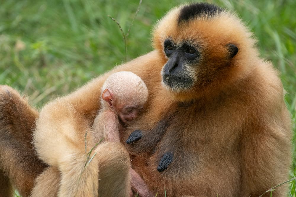 Aunque no se ha podido confirmar el sexo del recién nacido, las primeras observaciones indicarían que se trata de un macho.
<br>