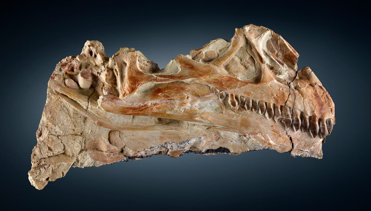 Otra de las piezas dentro de la exposición es el esqueleto de un sauropodomorfo, un dinosaurio herbívoro de cuello largo.