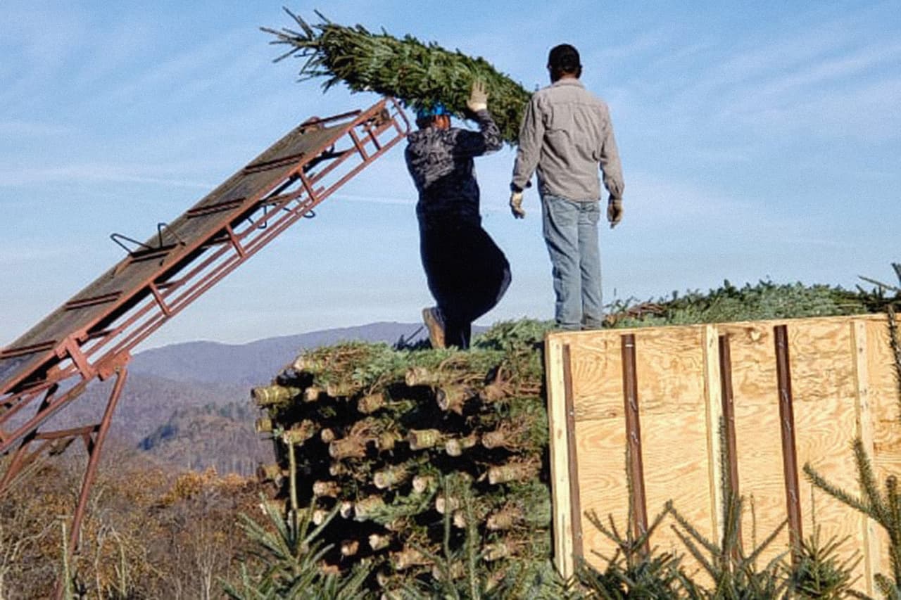 La temporada de cosecha del pino fraser –de agujas verde opaco con forma de cono, originario de las montañas Apalaches– comienza a fines de octubre y termina a principios de diciembre. Según la Asociación de Árboles de Navidad, en Carolina del Norte hay unas 1,600 granjas de producción de pino navideño, considerado la estrella de la Navidad por su aroma.