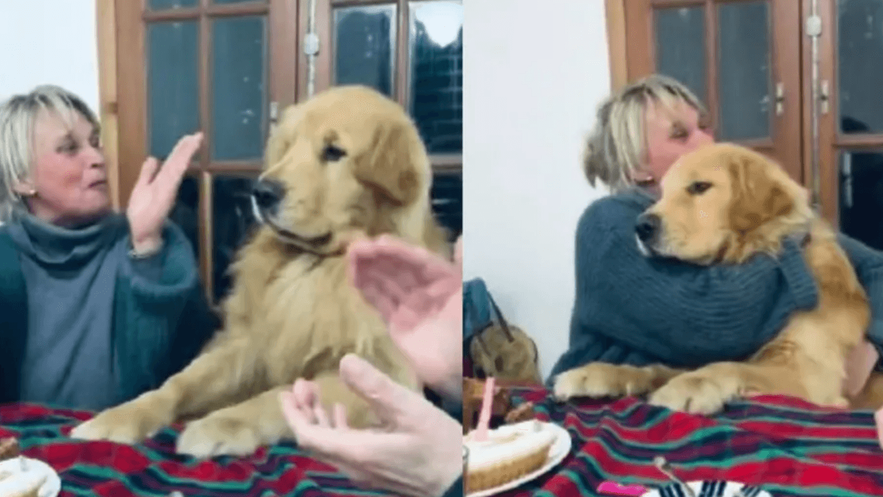 Perrito cumple años y su reacción cuando le cantan enamoró a Internet por esta razón