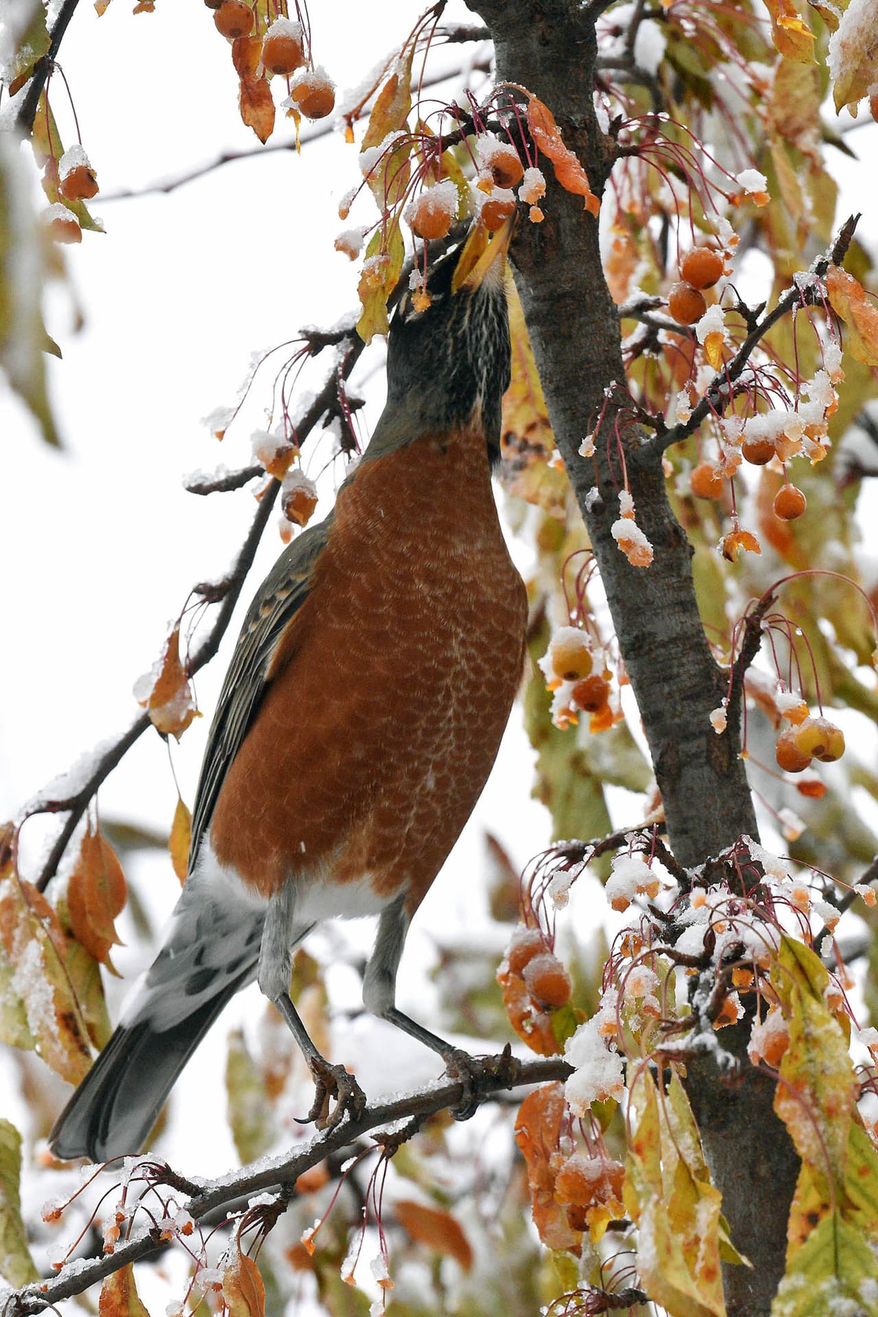 El petirrojo comiendose el hielo del árbol.