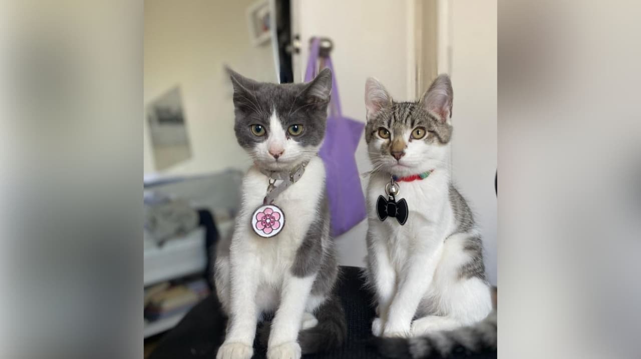 Genny Palomo envía esta foto de los gatos Ela y Manchitas. Ella dice que sus mascotas son parte de su familia y que los quiere mucho.