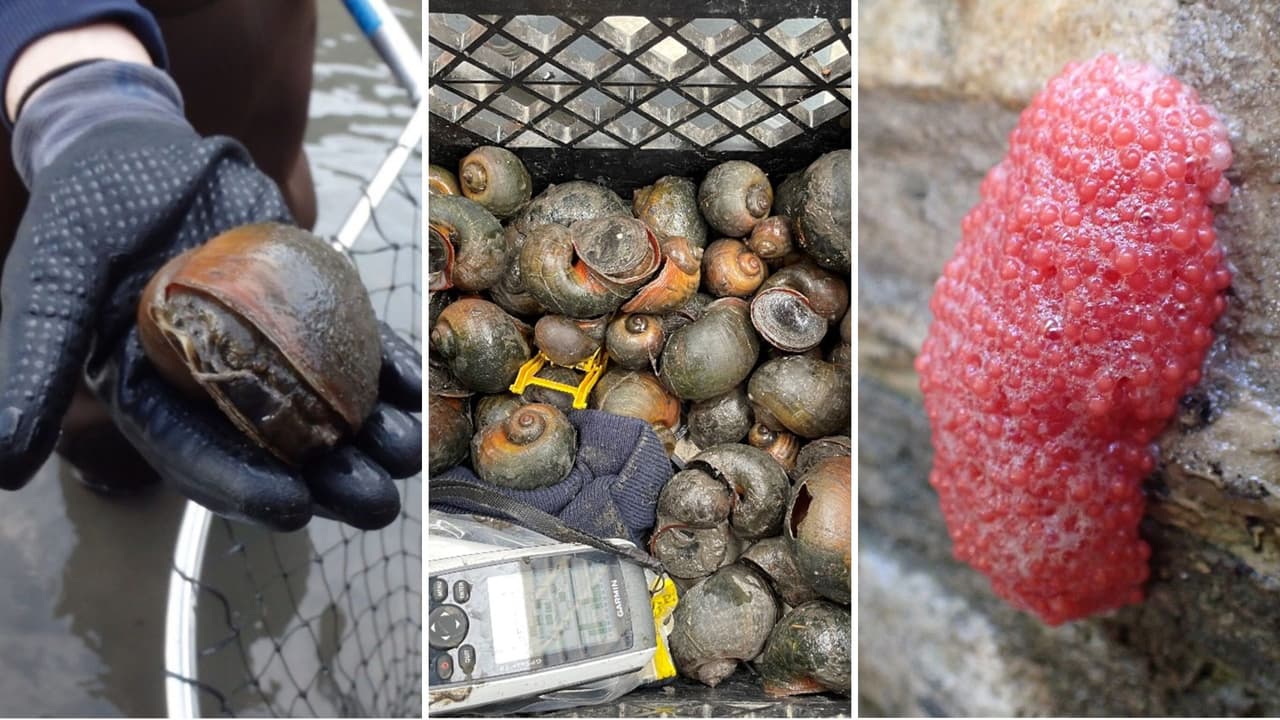 Drenarán el River Walk para remover especies invasivas de peces y caracoles en San Antonio