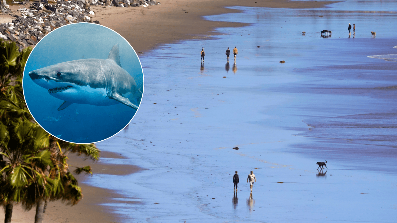 Kayakista pesca a un tiburón y al liberarlo es atacado frente a la costa de Malibú