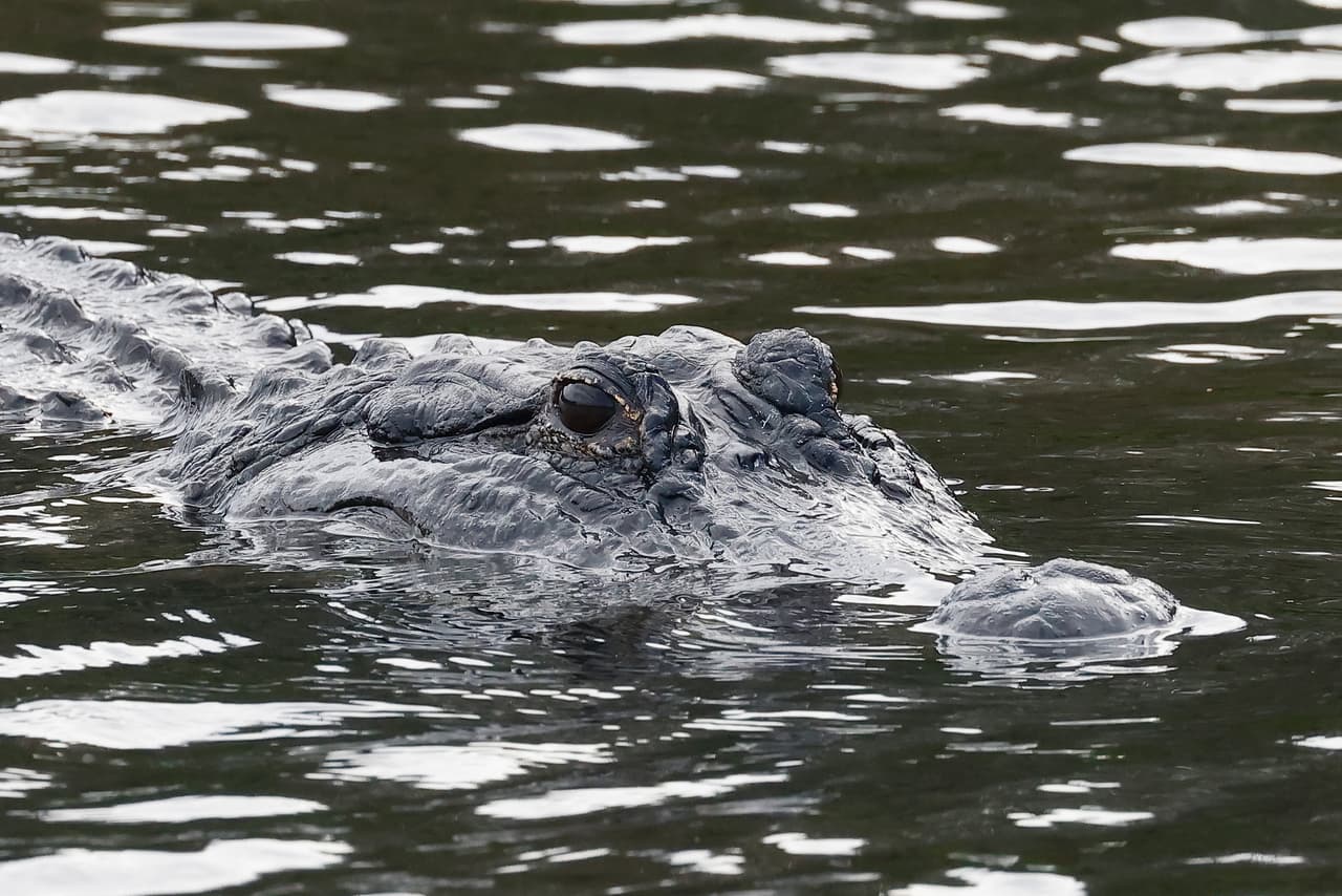 En Florida se encuentran siete de los
<b>10 lagos más infestados de caimanes en todo Estados Unidos</b>, de acuerdo con el sitio Animal A-Z.