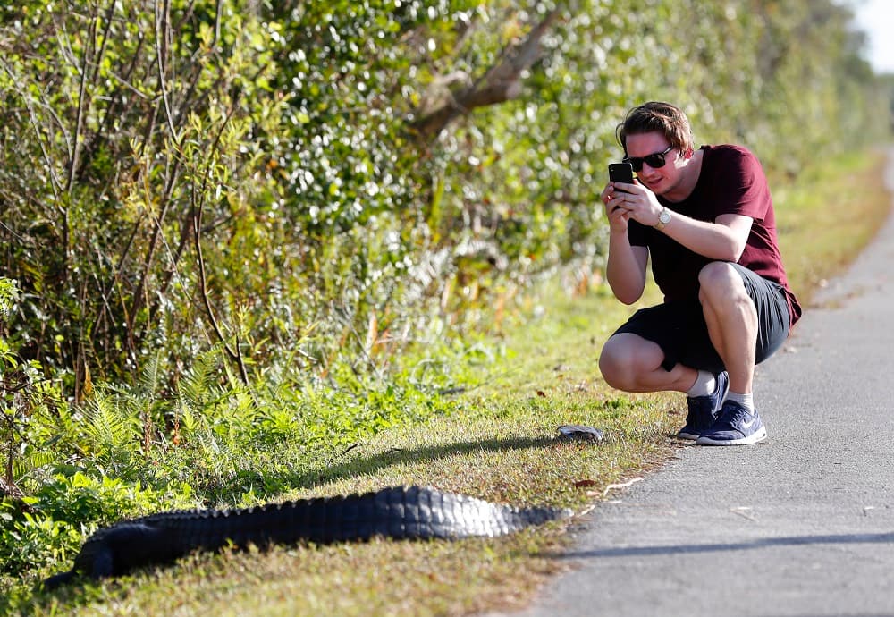 Tobias Lander of Darmstadt, Germany, takes a photo of a sunbathing alligator, Wednesday, Jan. 2, 2019, in Everglades National Park, Fla. Human feces, overflowing garbage, illegal off-roading and other damaging behavior in fragile areas were beginning to overwhelm some of the West's iconic national parks, as a partial government shutdown left the areas open to visitors but with little staff on duty. (AP Photo/Wilfredo Lee)