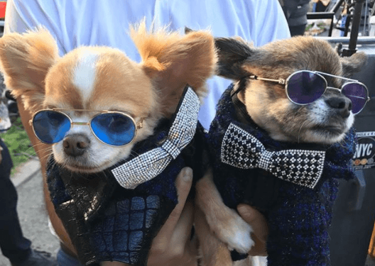 La moda canina nos encantó, estos perritos lucieron muy elegantes.