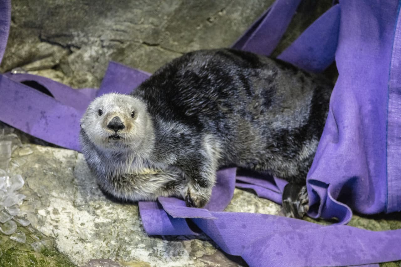 Las nutrias están a una temperatura entre 55 y 65 grados Fahrenheit.