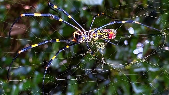 Qué hay detrás del revuelo por la 'invasión' de arañas gigantes voladoras en la costa noreste de EEUU