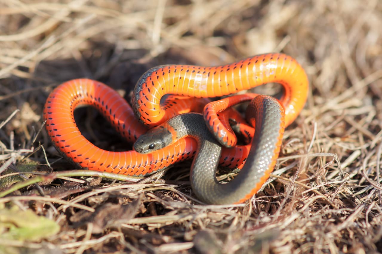 Monterey Ring-necked snake in a defensive posture.
