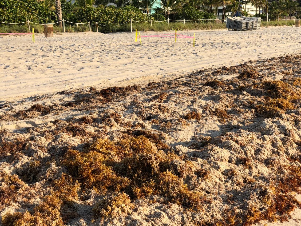 Aunque las causas de la presencia del sargazo no son totalmente conocidas, investigadores han vinculado un aumento de la temperatura y de los nutrientes en el mar, al incremento de estas algas en nuestras costas.