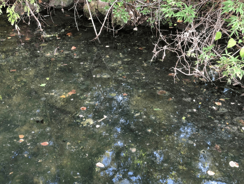 Ciudad de Austin analiza algas parecidas a las tóxicas