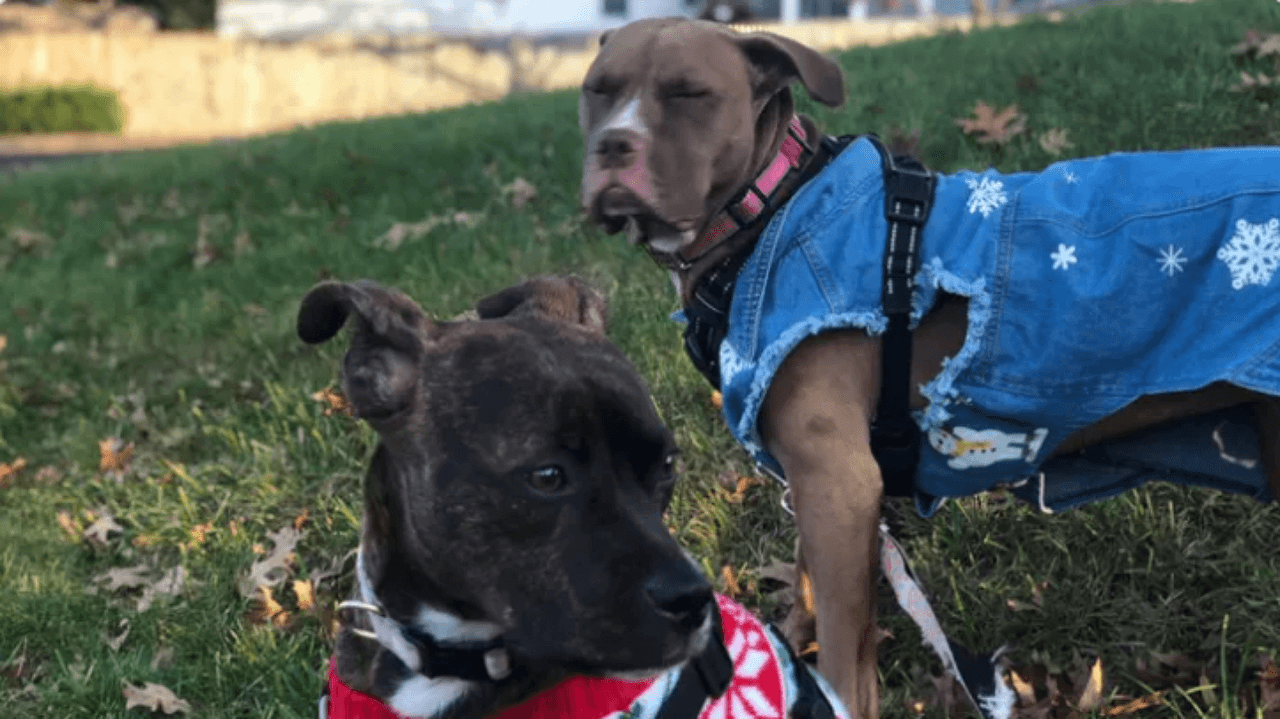 Familia de Laurel busca eliminar prohibición para poseer perros pit bull en Prince George's