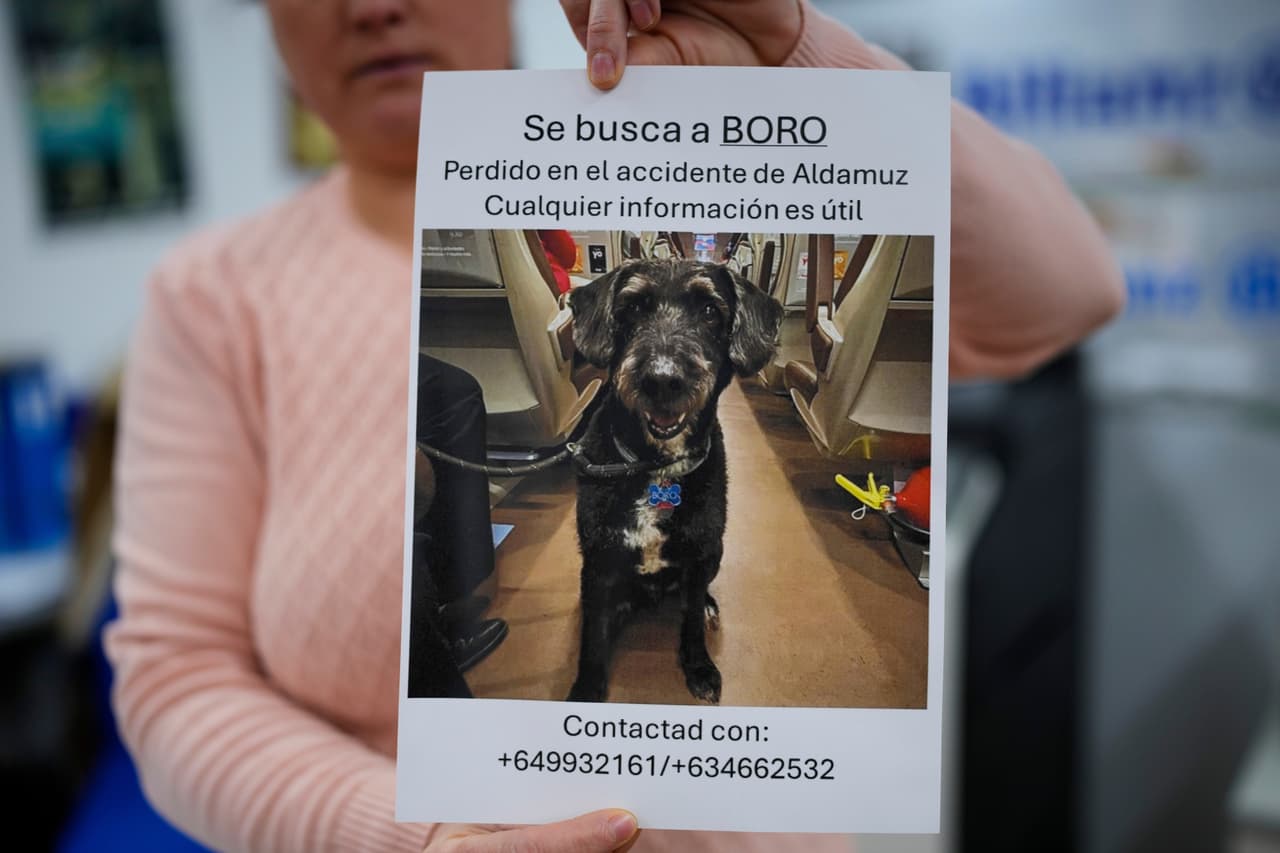La historia que cautivó luego del accidente de tren en España: Regresó Boro, el perro que estuvo perdido