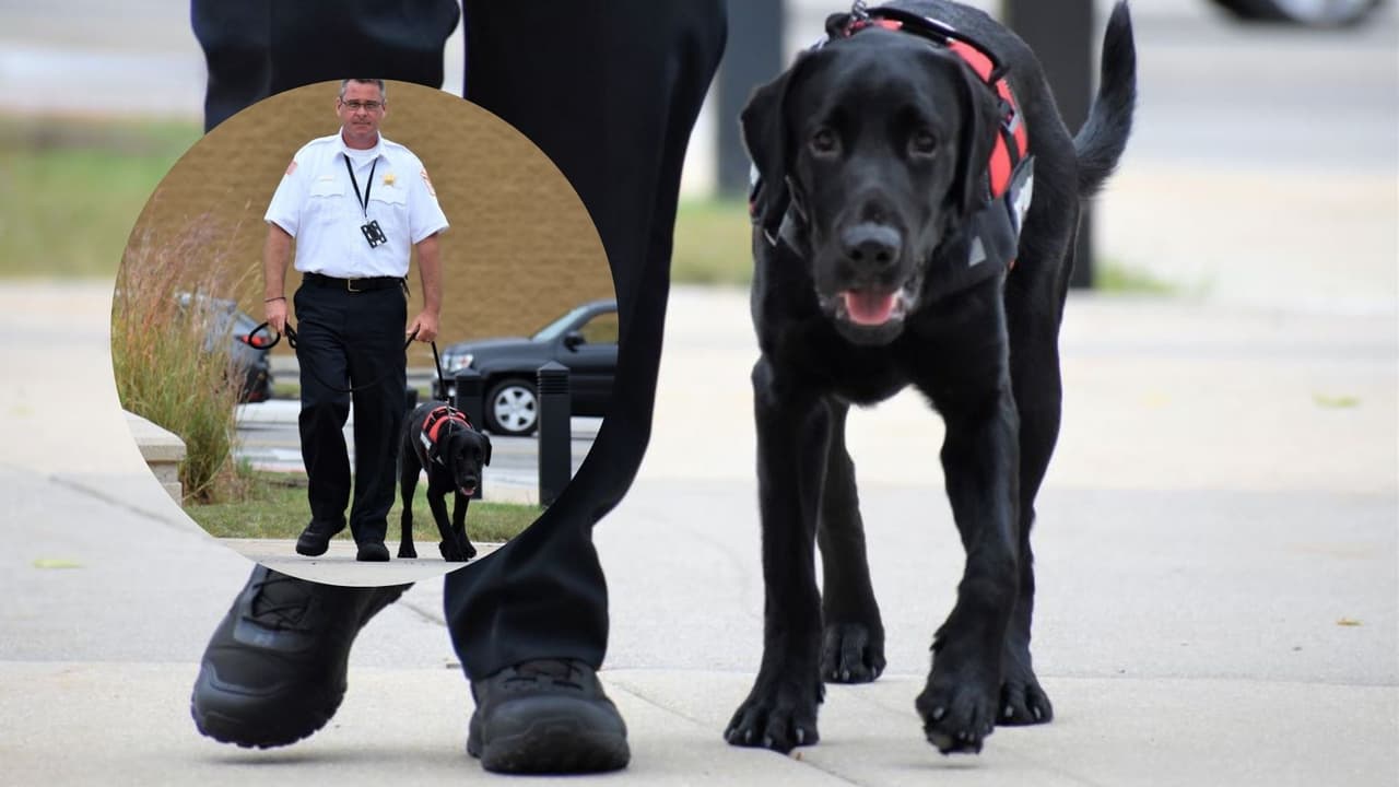 Conozca a Leo: el perro de terapia de la Policía de Orland Park