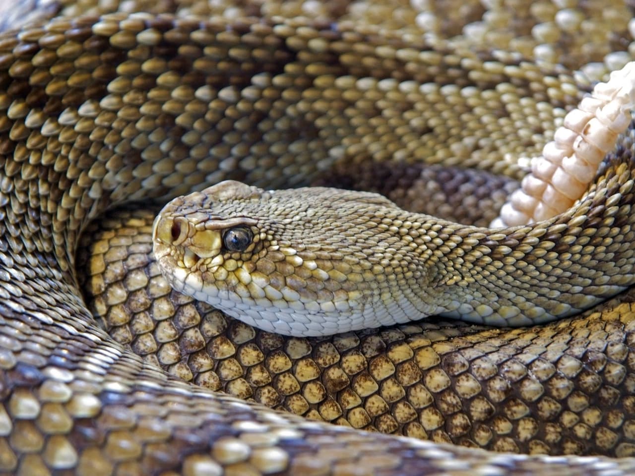 Los encuentros humanos con serpientes son más probables en épocas de calor, ya que estos animales se vuelven más activos en esta época del año.
<br>