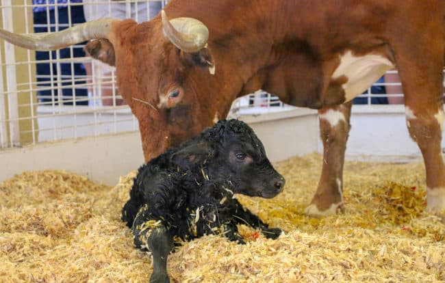 ¡Esta temporada, Univision Dallas y La Feria Estatal de Texas hacen tu entrada a la feria más accesible!