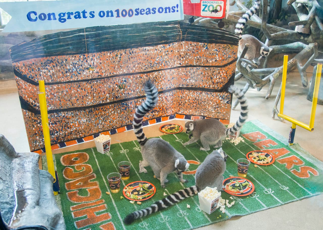 Los lémures (Dogwood, Moses, Ramses y Butch) recibieron su dieta nutricional de galletas en forma de balón de fútbol y se cubrieron con hojuelas de coco que formaban las costuras. Además, cenaron palomitas de maíz y vegetales y tomaron con jugo de manzana.