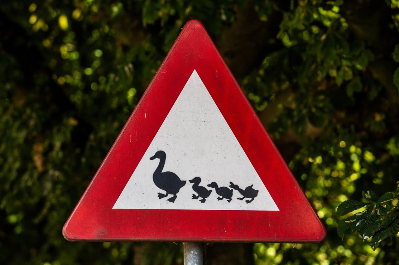 Señal para cruce de patos.