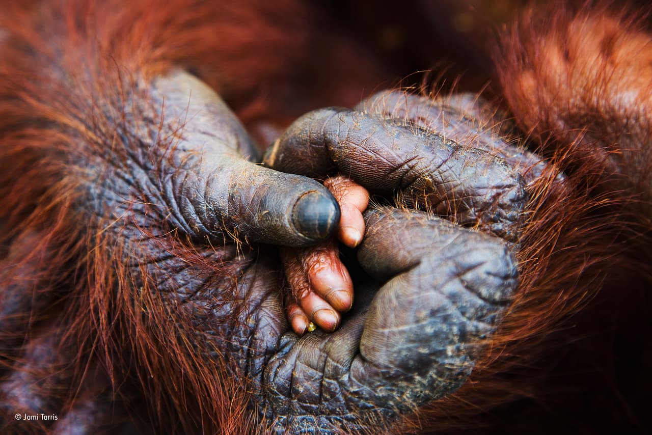 Este primer plano capta el momento conmovedor en el que un bebé coloca su pequeña mano en la gran mano de su madre. El fotógrafo Jami Tarris tomó esta fotografía mientras estaba en Borneo trabajando en una historia sobre los efectos de la agricultura del aceite de palma en el hábitat de los orangutanes. La pérdida de la selva primaria es una seria amenaza para esta especie en peligro crítico.
<br>
<b>Fotografía: Jami Tarris / Museo de Historia Natural</b>