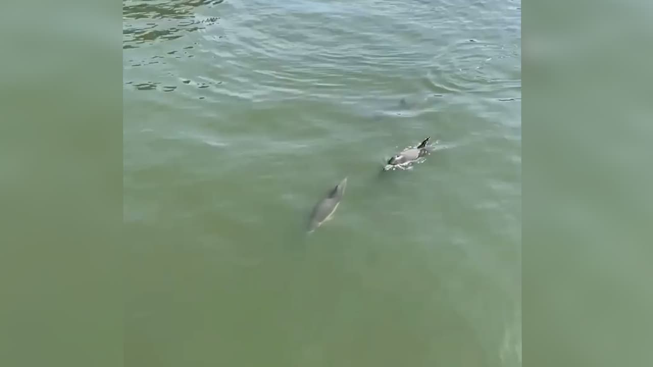 "Como en Venecia": avistan delfines nadando en el East River de Nueva York