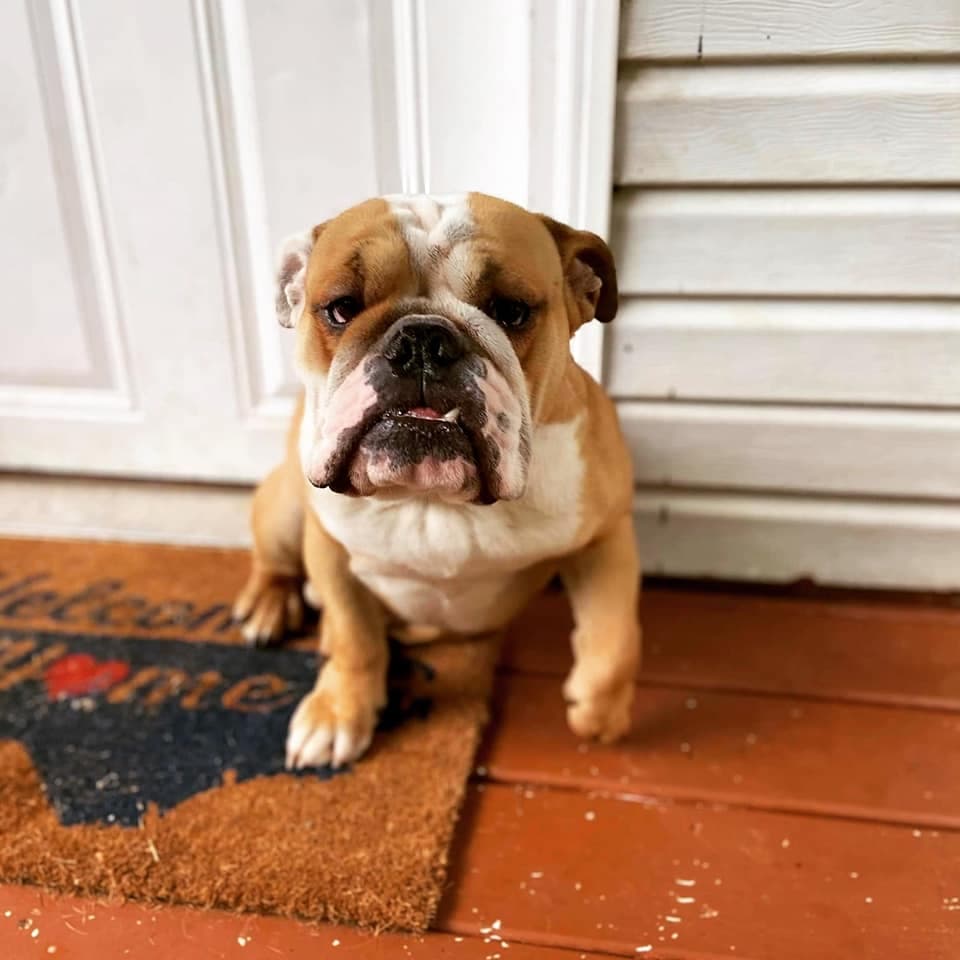 Día Nacional de las Mascotas