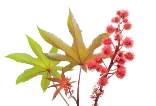 <b>Castor Bean: </b>Son muy tóxicos para las mascotas. Pueden causar irritación oral, ardor en la boca y garganta, aumento de la sed, vómitos, diarrea, insuficiencia renal y convulsiones.