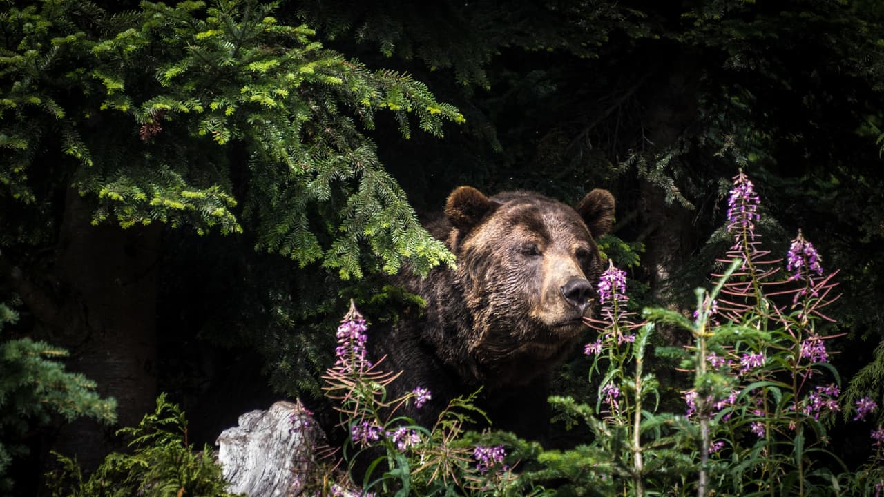 Proyecto de ley en Florida que permite matar osos a propietarios de casa será discutido este martes