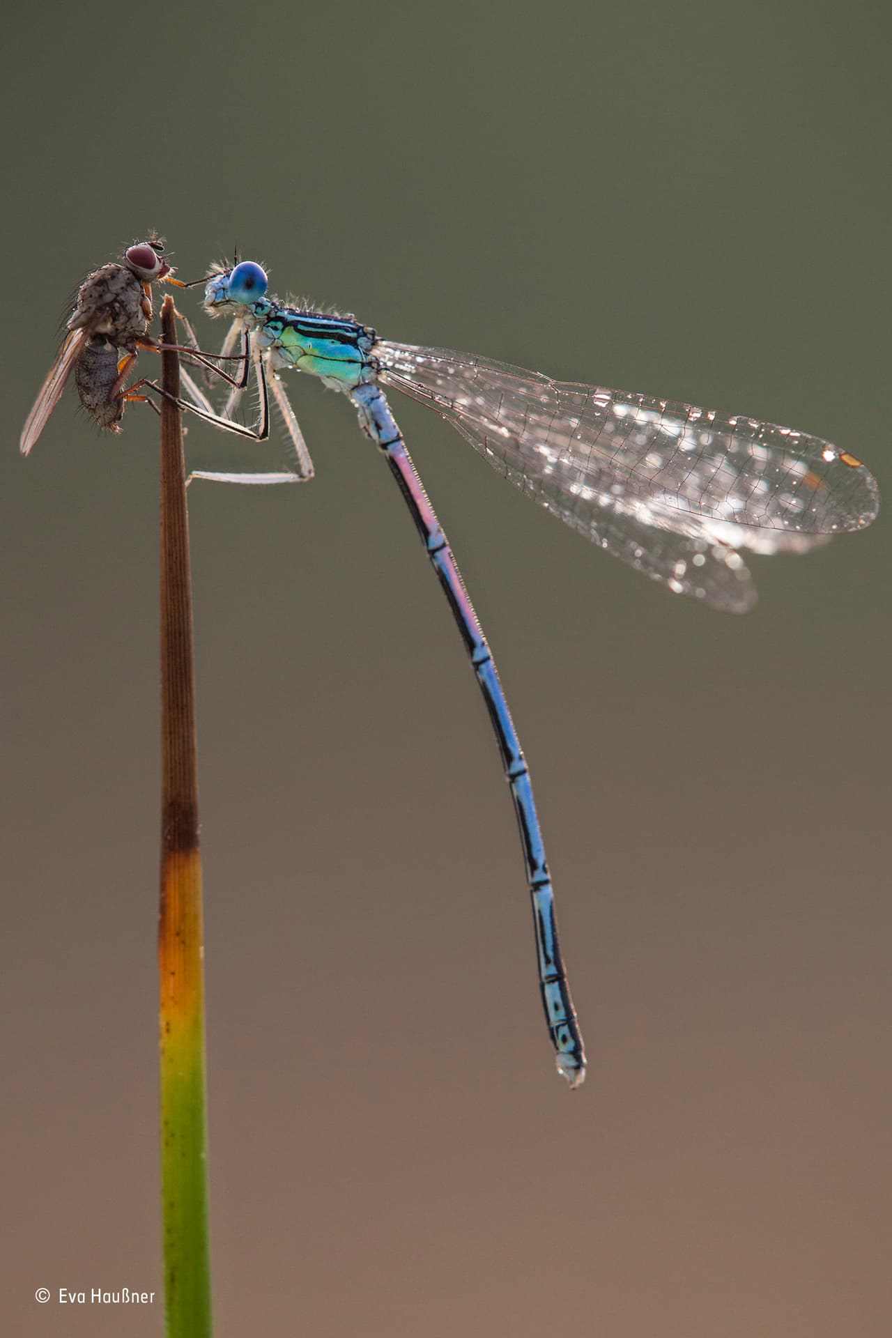Eva Haußner estaba tratando de obtener la foto perfecta de una libélula de plumas azul increíblemente colorida en Bad Alexandersbad, Baviera, Alemania, cuando de repente apareció esta mosca.
<br>
<b>Fotografía: Eva Haußner / Museo de Historia Natural</b>